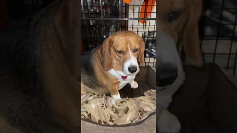 Banchee The Beagle Loves His Kennel