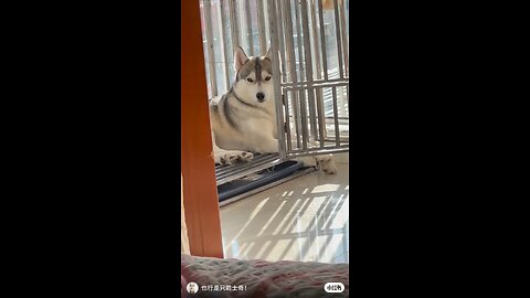 Funny Animals 14| Funny Animals Dog| Takamaga