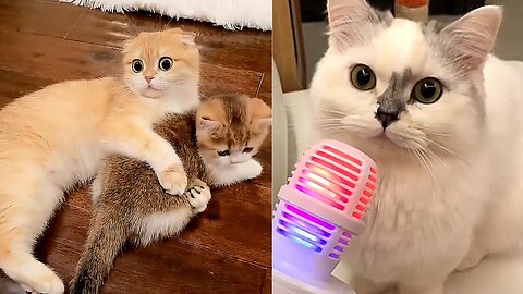 Cute and Funny Animal Video😂__ Funniest Viral Puppy Cat clips😹