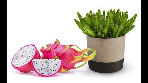 113 Days In 33 Seconds - Dragon Fruit Cactus