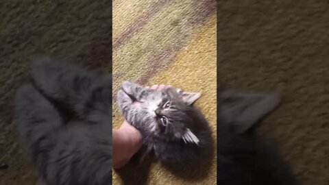 Super cute 5 week old kitten, Luna trying to sleep on her owners foot