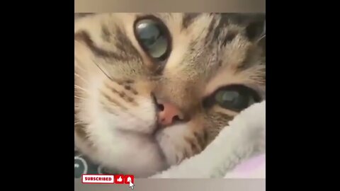 cute cat videos 😹 funny videos 😂1734