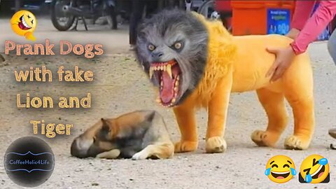 Prank Dogs with fake Lion and Tiger