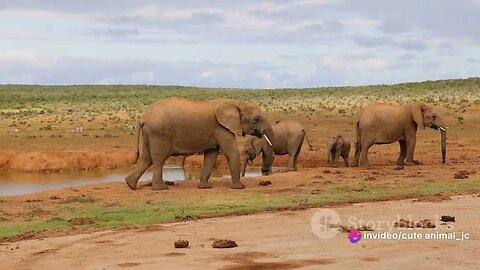 Safari Thrills: Up Close Encounters with Africa's Big Five