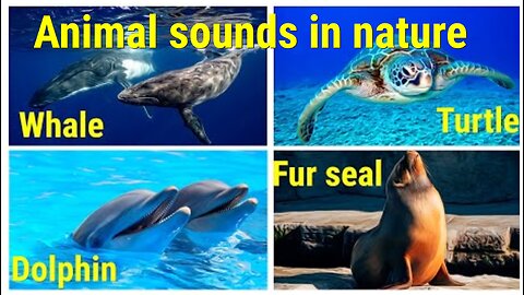 WILD ANIMALS sounds in nature under water Whale, Turtle, Dolphin and Fur Seal