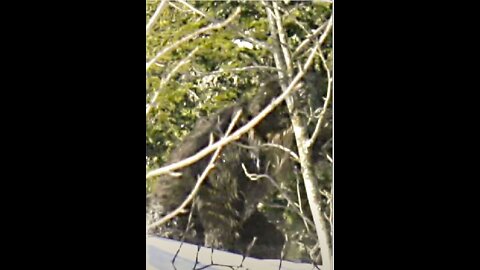 Mountain Road Window Peeking Bigfoot