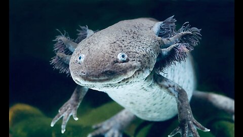 5 Fun Facts About The Axolotl