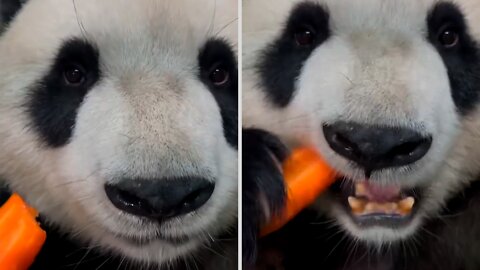 Panda eating