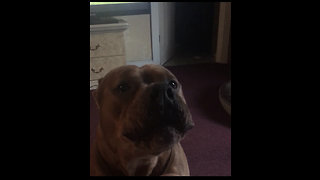 Howling dog sings along to harmonica music