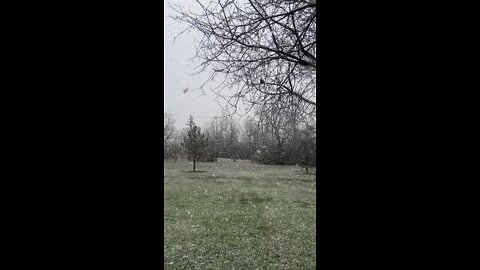 Big Giant April Snow Flakes