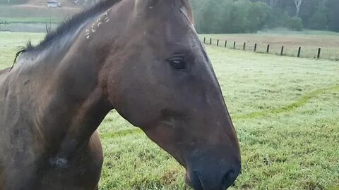 An early morning peek at the herds. Cleo with the boys and the girls are nicely settled beside them