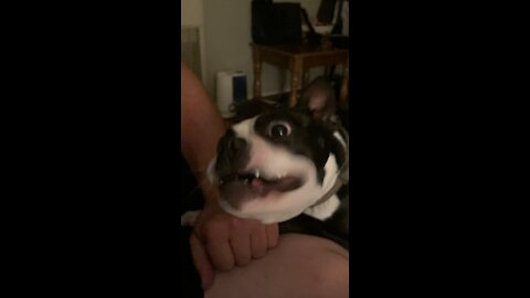 Spankey the Boston Terrier