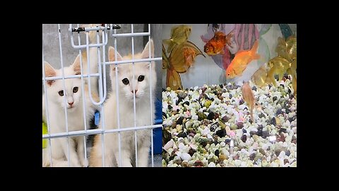 Pet shop | vlog |