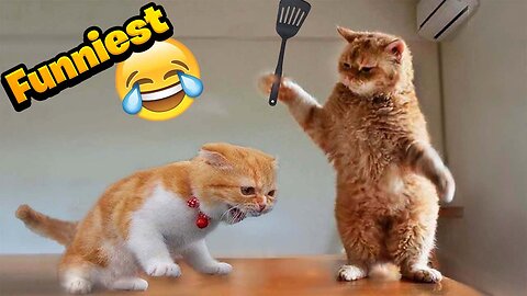 😂 Funniest Cats and Dogs 😺🐶