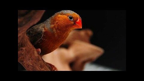 SEGREDOS DA CRIAÇÃO DE PASSAROS - PASSERIFORMES MANDARIM