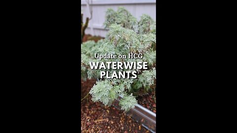 ⬆️Update on Our HCG Waterwise Perennials 🌿 #shorts