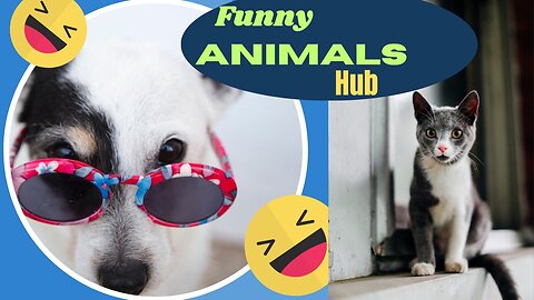 Funny animals 😄hub,funny animals club youtube, 🤣, funny animals dancing 💃😄.