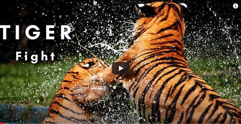 Tiger fight | Animal | Wild | Jungle