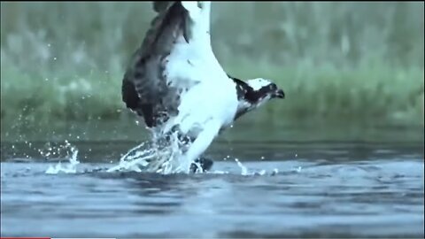 Scary footage of hunting an Eagle by Octopus