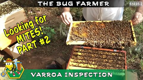 Beehive and Varroa Inspection - PT 2 of 2 looking for Varroa. Robbing #varroa #beehiveinspection