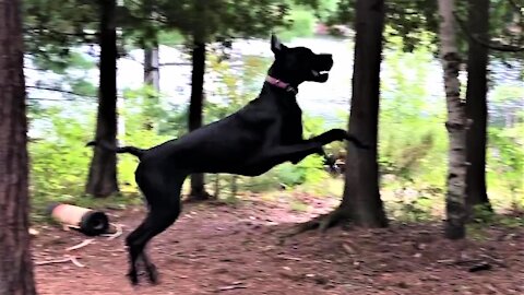 Great Dane puppy is very excited to find an avocado pit to play with