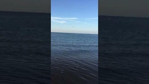 Osprey Out Fishing Fisherman ( You can hear it hit the water , Hard ! )