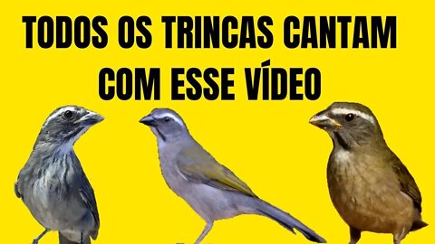 video para esquentar seu trinca ferro