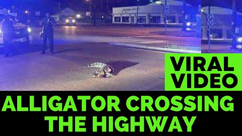 Viral Video | Alligator Crossing The Mississippi Highway | Latest Video From Highway Police