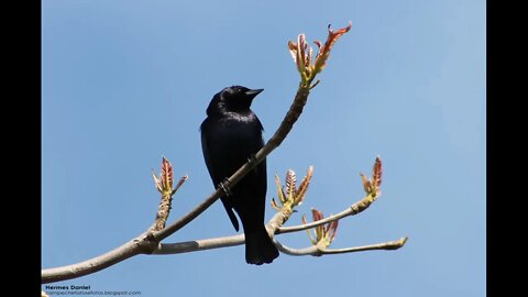 Melhor Canto do Pássaro Preto (Graúna) Canto Mateiro Goiânia