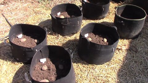 Mixing Soil To Plant Potatoes In Grow Bags And Then Planting Them