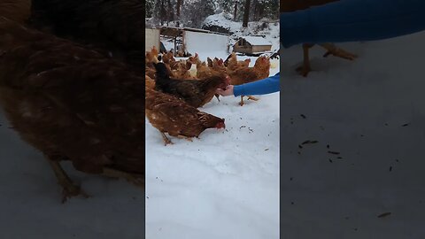 #goodmorning #farmlife #wintervibes #sundaymorning #chores #homestead #simpleliving #chickenmom