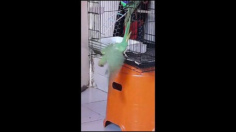 #short #parrot