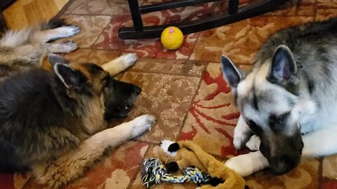 Shepherds Chewing Bones while listening to The Office