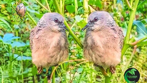 Dove in a Green Jungle