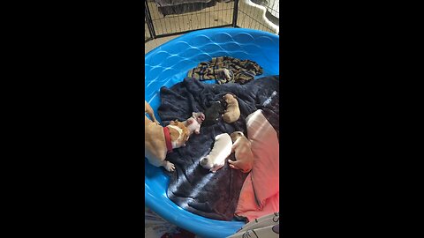 2 week old american bully puppies