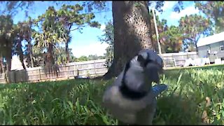 Blue jay invites buddies