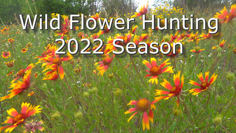 Wild Flower Hunting 2022 Season