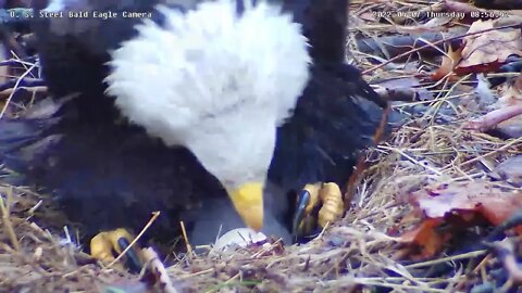 USS Eagles - Mom settles in nest, curls talons for safety