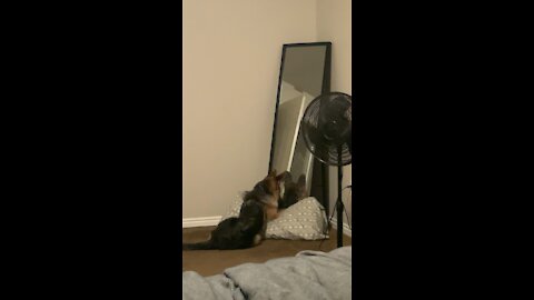 1 year later and my dog is still staring down his own reflection!