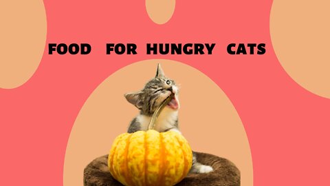 food for hungry cats - two hungry cats story