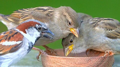 Even Passing Airplane Doesn't Deter House Sparrows from the Feeding Bowl