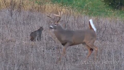 Amazing Scene of Wild Animals - Amazing Animals Moments - Animals Family