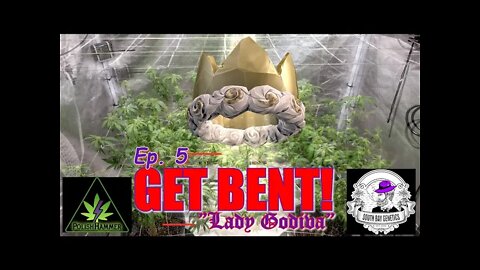 GET BENT! Ep.5 "Lady Godiva" #SOUTHBAYGENETICS #SPIDERFARMER #ROYALKUSH7BX2 👸👑🍍❄🔥💨🔨 Day 14-15