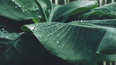 Relaxing rain drops sound...Sleep Instantly Within Minutes