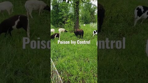 Controlling Poison Ivy with Hairsheep! #homesteading #sheep #shortsmusic