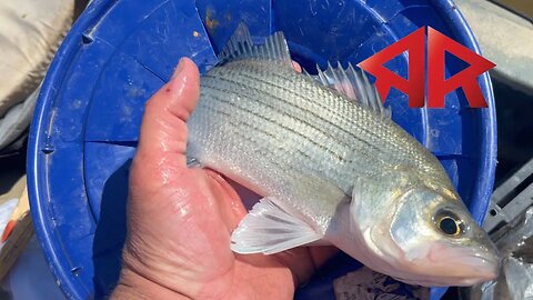 Kayak Fishing for White Bass