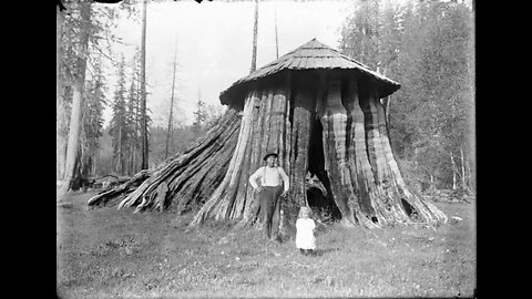 TREE STUMP HOUSES!