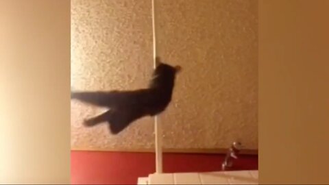 Cat Levitates On Poll Like A Pro