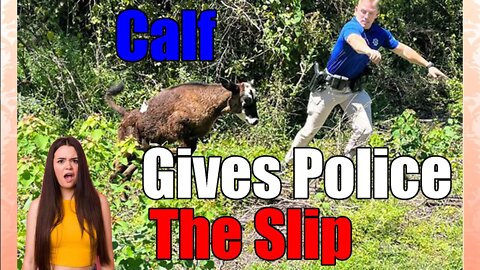 Runaway Calf🐄 gives Louisiana Police👮 the slip