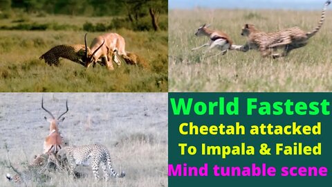 CHEETAH || FASTEST LAND ANIMAL IN THE WORLD || Cheetah attack Impala ||@8K VIDEOS ULTRA HD